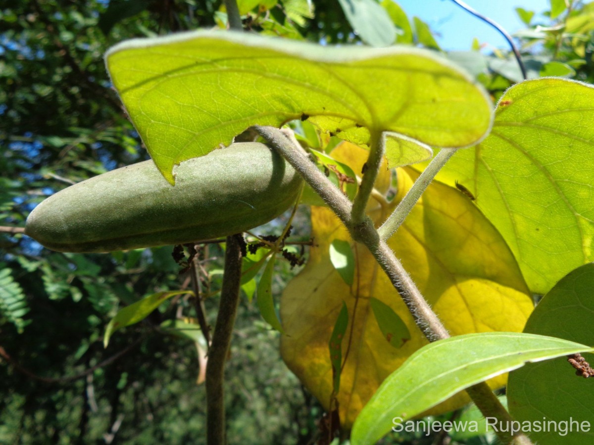 Gongronemopsis tenacissima (Roxb.) S.Reuss, Liede & Meve